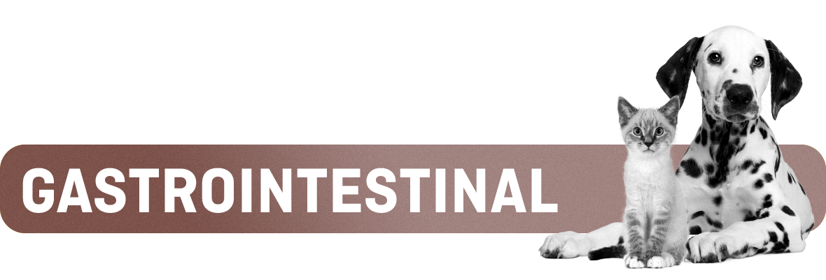 Gastrointestinal afbeelding